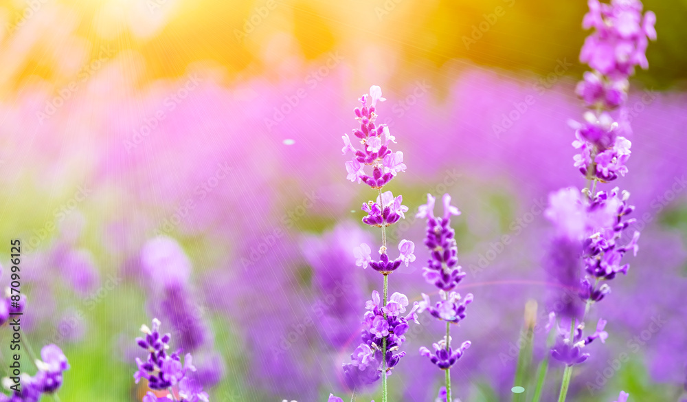 Fototapeta premium Beautiful summer blooming lavender, bright sunny day, sun rays, flowers close-up