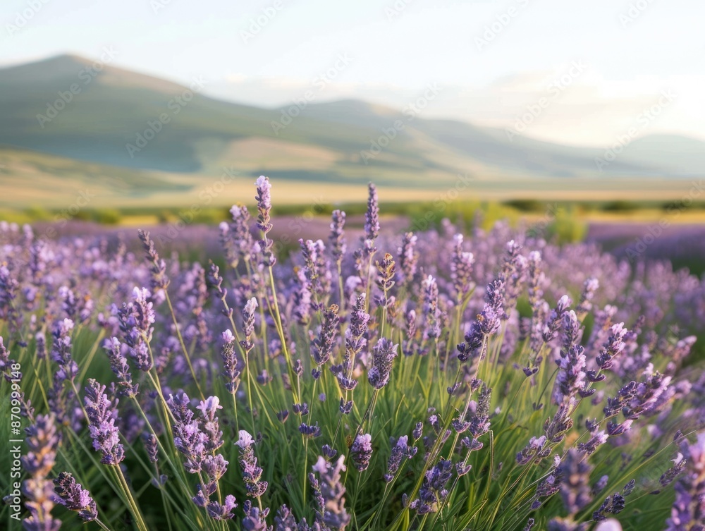 Fototapeta premium Scenic view of a lavender field in full bloom, summer landscape, floral beauty