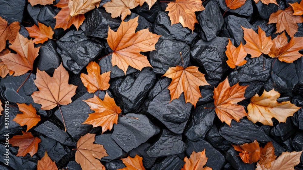 maple leaves on forest floor with nature patterns with dark stone and leaf maple leaves on forest floor with nature patterns with dark stone and leaf