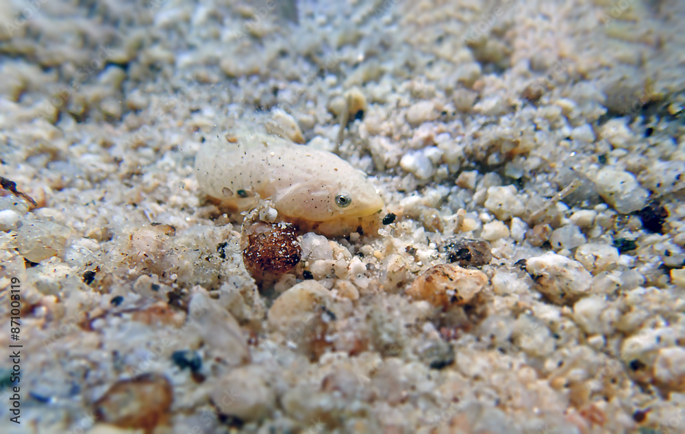 Two-spotted clingfish - (Diplecogaster bimaculata) Two-spotted clingfish - (Diplecogaster bimaculata)