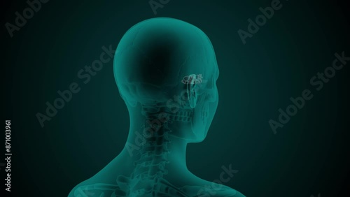 X-ray scan of the female head with visible Ethmoid air cells. Anatomically correct 3d animation on dark background