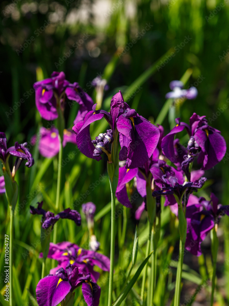 Iris ensata ( Latin- Iris ensata ) is a species of plant of the genus Iris Iris ensata ( Latin- Iris ensata ) is a species of plant of the genus Iris