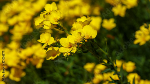 Linum flavum, the golden flax or yellow flax, is a species of flowering plant in the family Linaceae photo