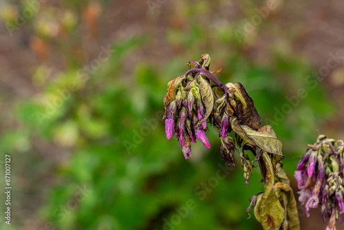 Garden Phlox plant with brown dying stems and leaves. Flower garden, plant care and disease problem concept.  photo