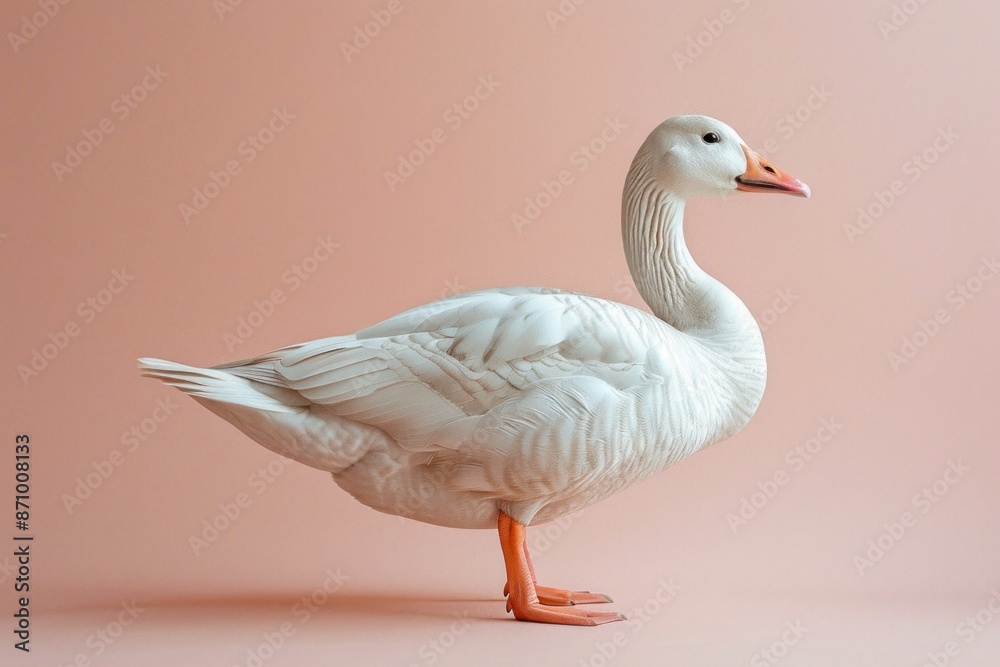 Goose, isolated on pastel background, stock photographic style