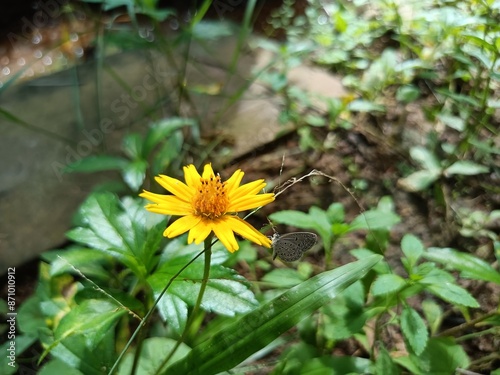 Yellow Flower Chichewa Colorful, Nature, Natural flower photo