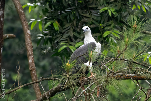 The white-bellied sea eagle perched on a tree