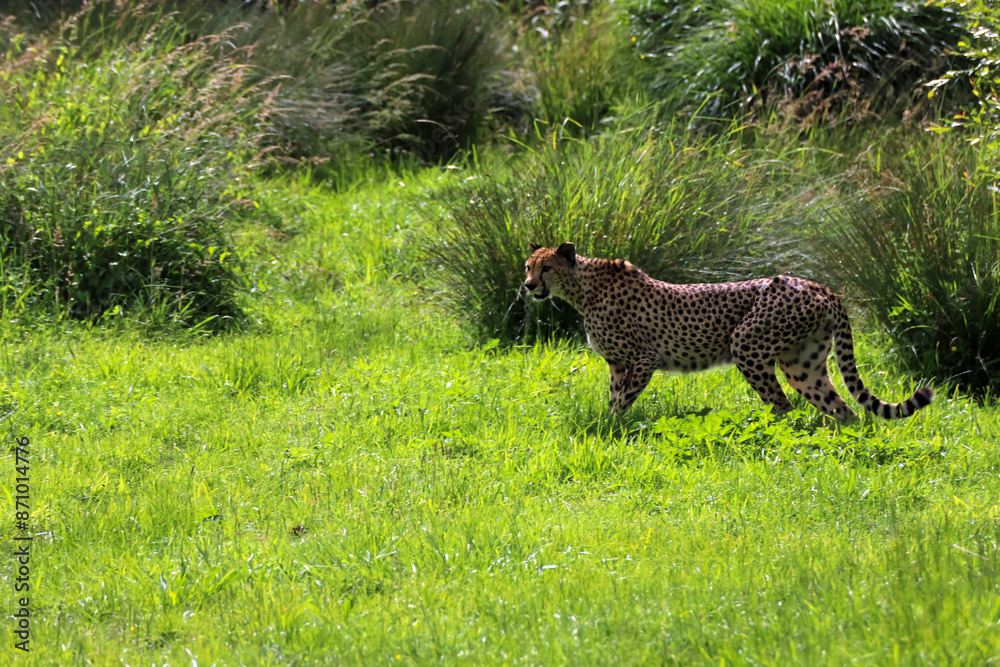 Guépard dans la nature
