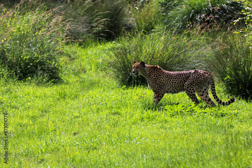 Obraz na płótnie Guépard dans la nature w salonie