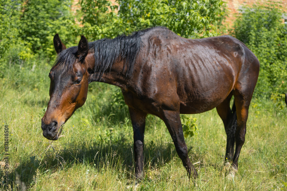 Brown horse standing in a green field Brown horse standing in a green field