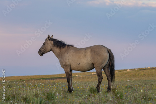Beautiful Wild Horse in the Pryor Mountains Montana in Summer