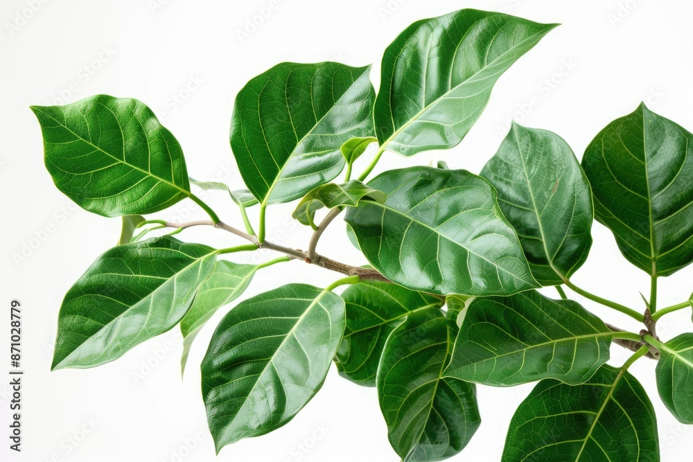 A detailed view of a plant's green leaves, ideal for botanical or scientific uses A detailed view of a plant's green leaves, ideal for botanical or scientific uses