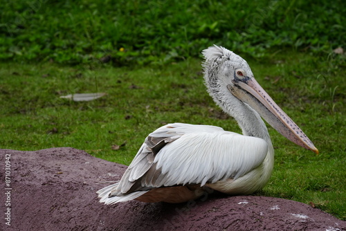 pelican photo