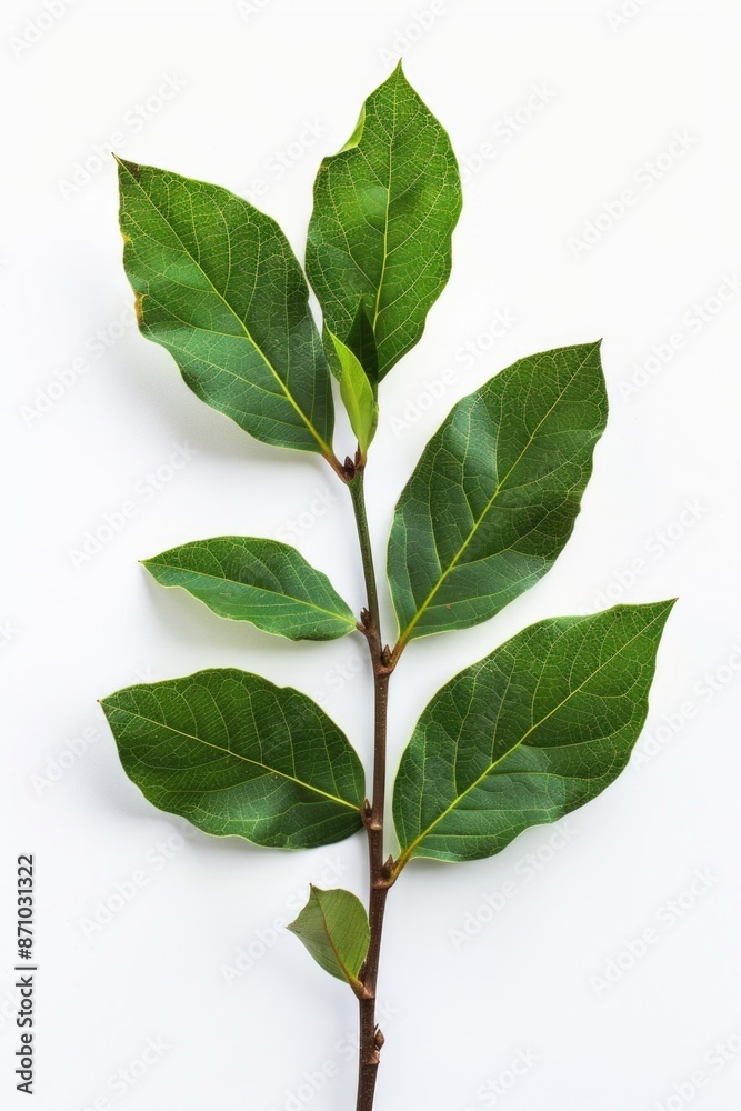 Fototapeta premium Close-up of a green leaf branch on a white surface, ideal for use as a design element or illustration in various contexts