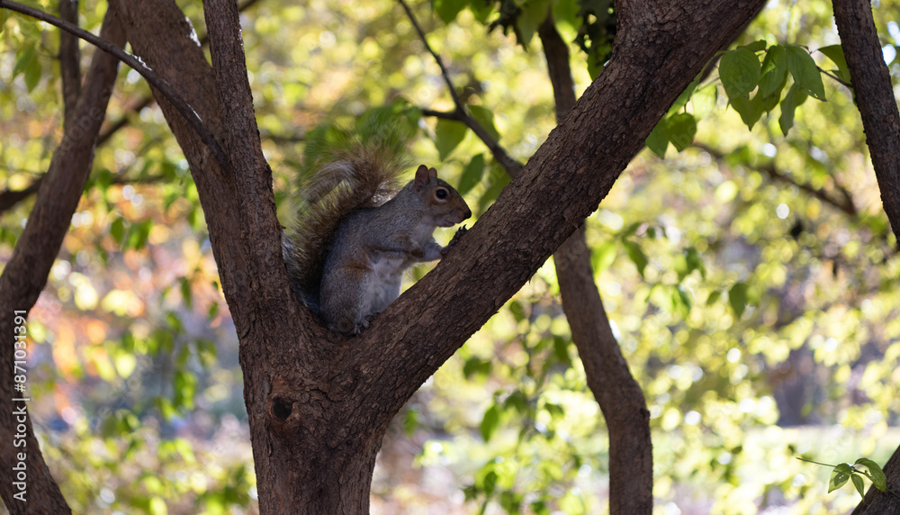 Fototapeta premium Wildlife nature. Gray squirrel in forest. Eastern gray squirrel outdoor. Wild animal in nature. Squirrel on the tree. Rodent animal fauna. Autumn scene with Sciurus rodent animal. Pet rodents