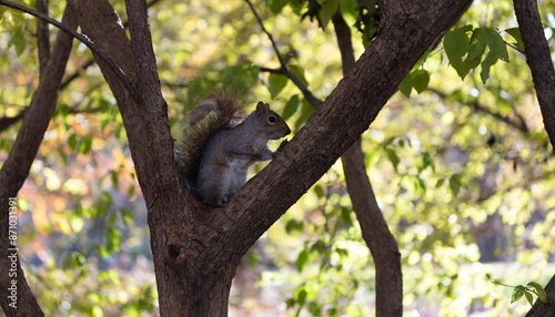 Wildlife nature. Gray squirrel in forest. Eastern gray squirrel outdoor. Wild animal in nature. Squirrel on the tree. Rodent animal fauna. Autumn scene with Sciurus rodent animal. Pet rodents
