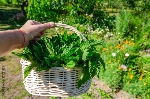 Medicinal herbs. Harvesting organic nettles. Nettle in a white basket
