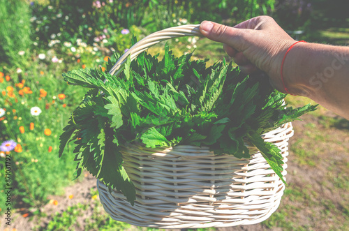 Medicinal herbs. Harvesting organic nettles. Nettle in a white basket