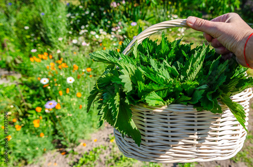 Medicinal herbs. Harvesting organic nettles. Nettle in a white basket