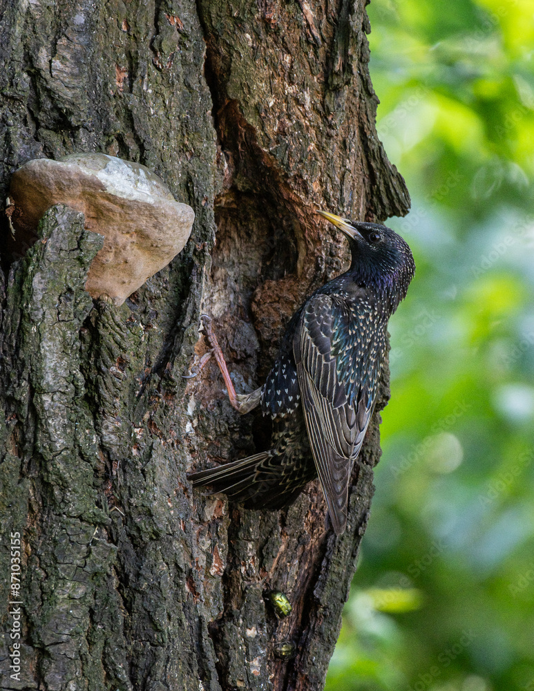 Fototapeta premium szpak zwyczajny (Sturnus vulgaris) przy dziupli z gniazdem