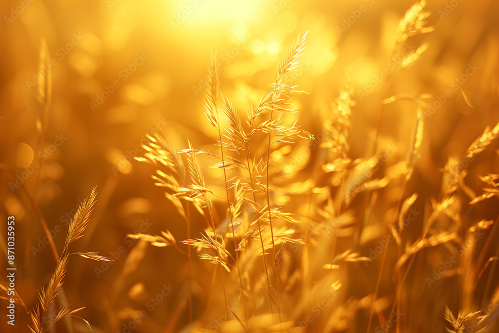 Golden hour, wheat ears at sunrise. Close-up of a field bathed in sunlight. Golden hour, wheat ears at sunrise. Close-up of a field bathed in sunlight.