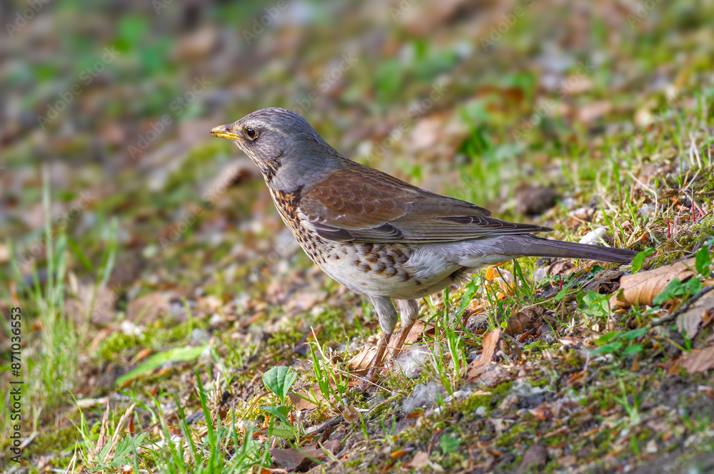 Kwiczoł (Turdus pilaris) gatunek średniej wielkości ptaka wędrownego z rodziny drozdowatych Kwiczoł (Turdus pilaris) gatunek średniej wielkości ptaka wędrownego z rodziny drozdowatych