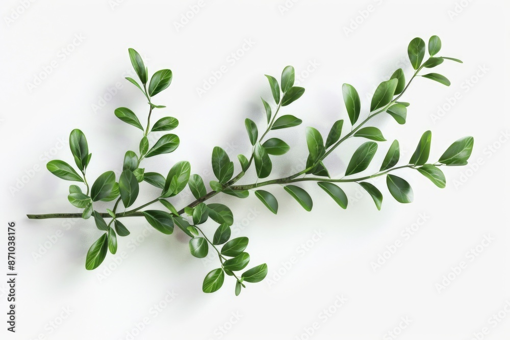 A single green leafed plant on a clean white surface, perfect for design and decoration projects A single green leafed plant on a clean white surface, perfect for design and decoration projects