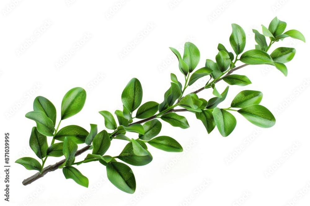 A lush green branch with leaves, great for nature or botanical uses A lush green branch with leaves, great for nature or botanical uses