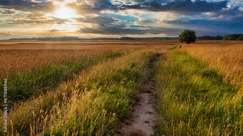 wheat field in the morning