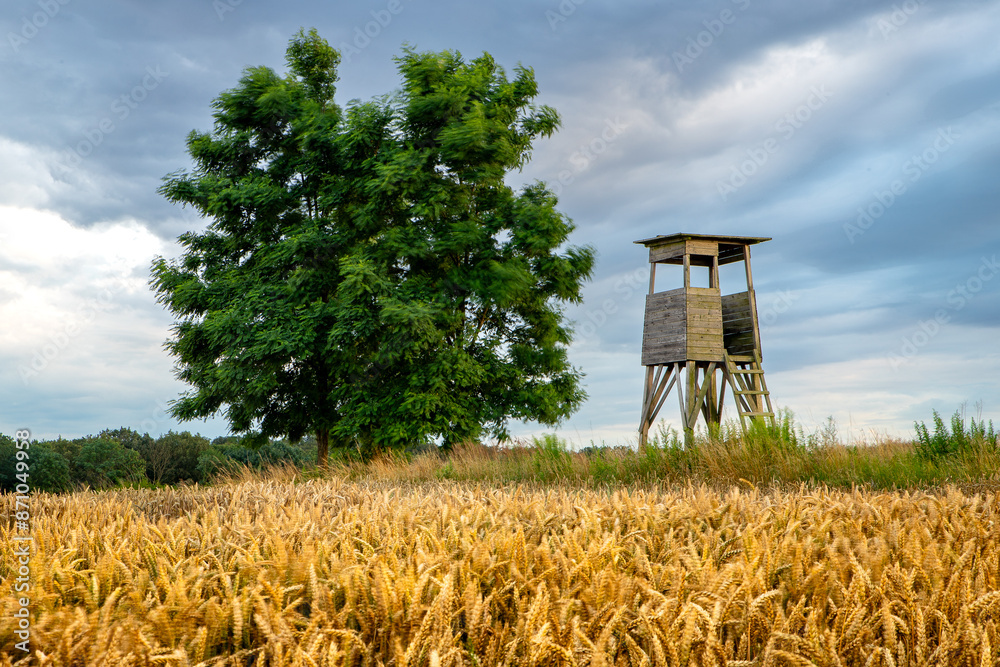 wheat field and blue sky