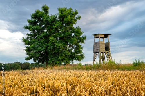 Obraz na płótnie wheat field and blue sky w salonie