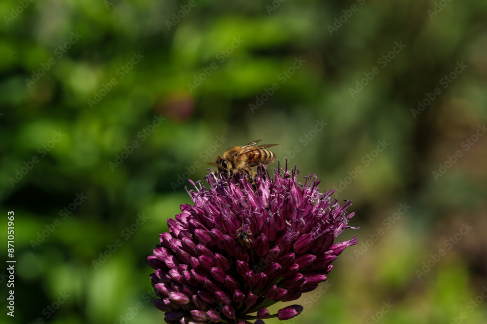 A honeybee is gathering nectar from a blooming purple flower in a beautiful outdoor setting A honeybee is gathering nectar from a blooming purple flower in a beautiful outdoor setting