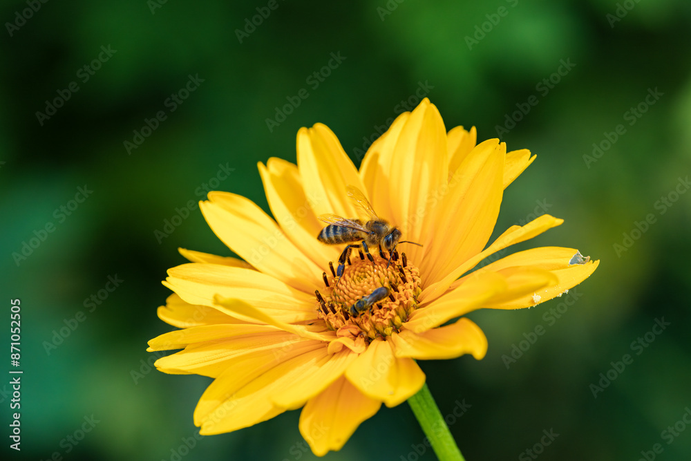 A bee pollinating a yellow flower, highlighting natures beauty and the ecosystem in action A bee pollinating a yellow flower, highlighting natures beauty and the ecosystem in action