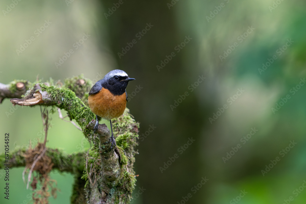 Common male Redstart, Phoenicurus phoenicurus, perched on a moss covered branch Common male Redstart, Phoenicurus phoenicurus, perched on a moss covered branch
