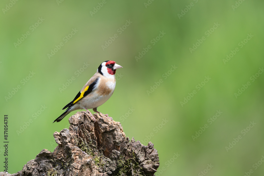 Fototapeta premium Male Goldfinch, Carduelis carduelis, perched on a dead tree stump
