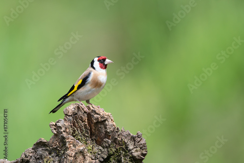 Male Goldfinch, Carduelis carduelis, perched on a dead tree stump photo