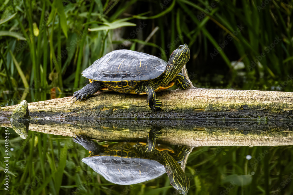 Obraz premium A red-eared slider turtle lays on a wooden log with green plants behind in the water perpendicular to the camera lens on a sunny summer day.