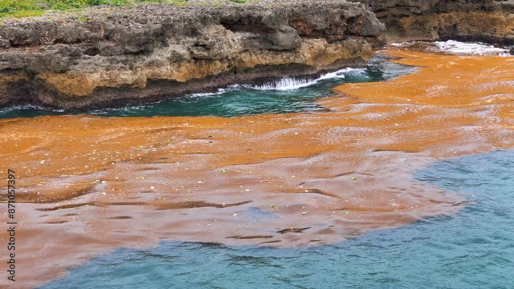 A lot of sargassum seaweed and garbage in the sea water near the rocky shore