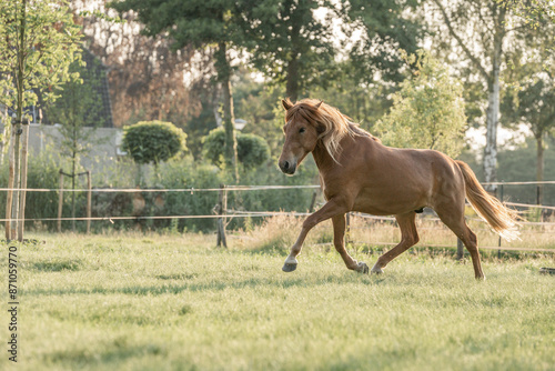 chestnut icelandic horse with beautiful mane and red coat animal equine