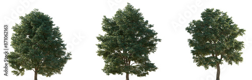Set of 3 Tilia tomentosa (silver linden in the US and silver lime in the UK) frontal set street trees isolated png in sunny daylight on a transparent background perfectly cutout