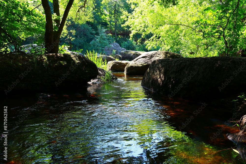Fototapeta premium river in the forest