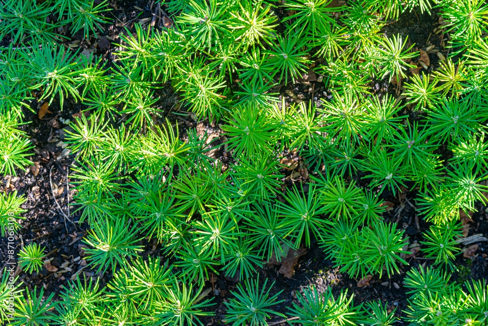 Upper view of bright green fir seedlings (Abies) in a seedbed on a tree nursery. Upper view of bright green fir seedlings (Abies) in a seedbed on a tree nursery.