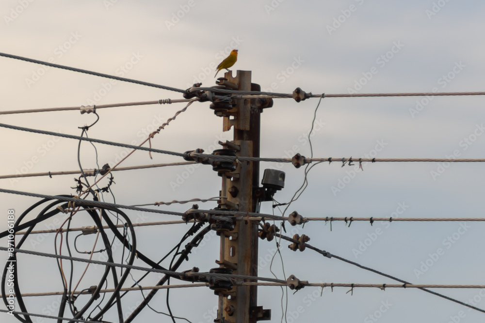 bird perched on a power pole