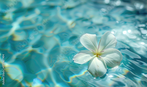 Frangipani Flowers Floating in a Swimming Pool