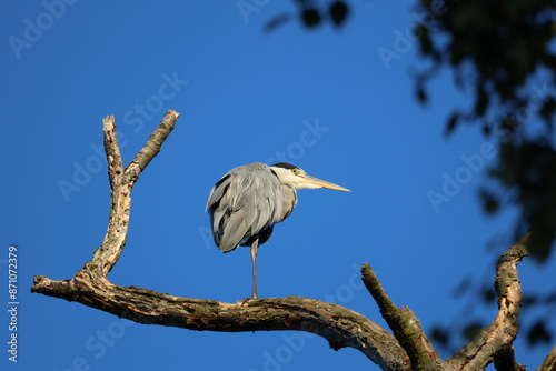 Grey Heron is sitting on the branch