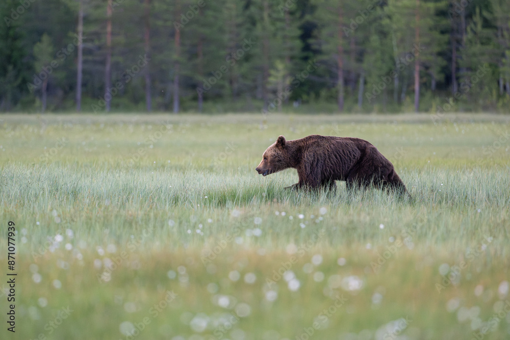brown bear in the summer night 3 brown bear in the summer night 3