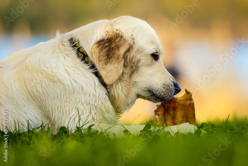 Rasowy pies Golden Retriever leżący na zielonej trawie  i obwąchuje  przysmak trzymany w łapach. Smaki psa.  Chwila przyjemności dla psa. Nagradzanie i wychowanie psa. Pies z brudnymi uszami photo