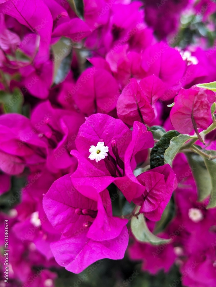 Close-up of a colorful bougainvillea flower with strong purple color that blooms in summer in greece Close-up of a colorful bougainvillea flower with strong purple color that blooms in summer in greece