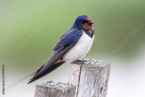 Barn swallow