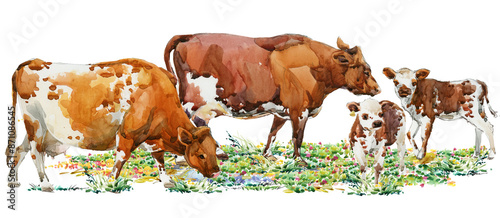 Watercolor painting set of a calf isolated on white background. Realistic cattle illustration of baby cow.